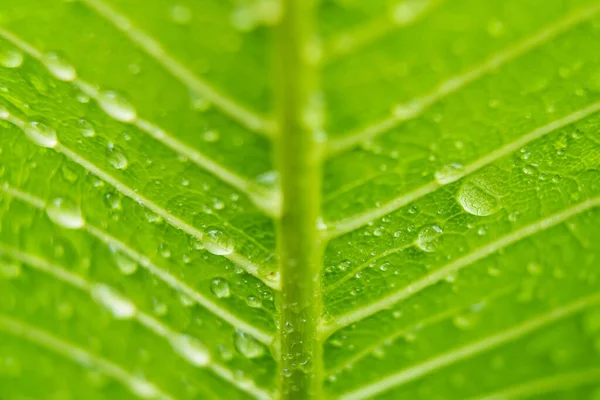 Macro Closeup Bela Folha Verde Fresca Com Gota Água Luz — Fotografia de Stock