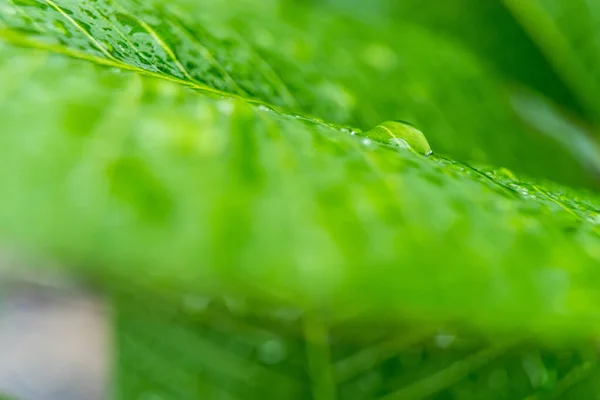Makro Detailní Záběr Krásné Čerstvé Zelené Listy Kapkou Vody Ranním — Stock fotografie