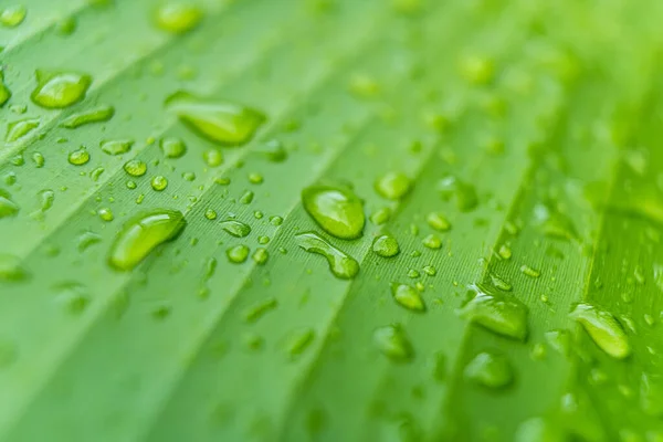 Macro Primo Piano Bella Foglia Verde Fresco Con Goccia Acqua — Foto Stock