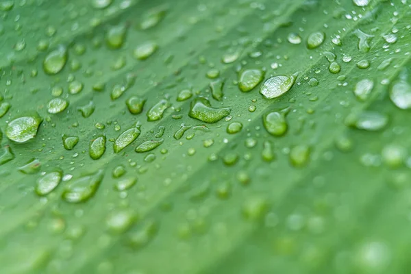 Macro Closeup Bela Folha Verde Fresca Com Gota Água Luz — Fotografia de Stock