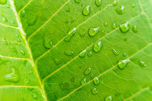 Macro Closeup Bela Folha Verde Fresca Com Gota Água Luz — Fotografia de Stock