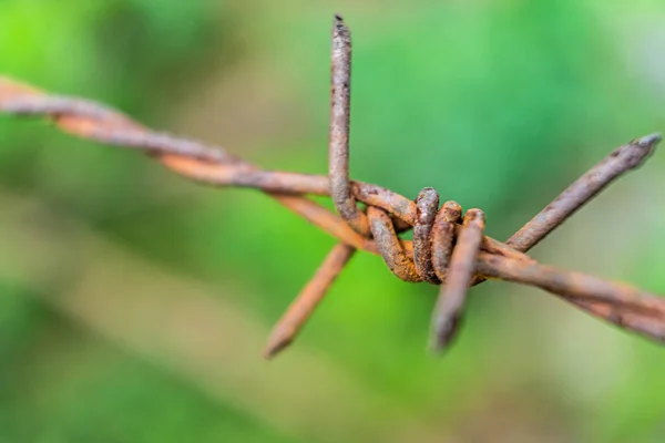 Barbed Wire Fence Close Green Plant Background — Stock fotografie