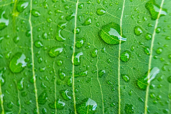 Macro Closeup Bela Folha Verde Fresca Com Gota Água Após — Fotografia de Stock