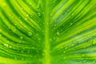 Sabahın köründe yağmurdan sonra su damlasıyla birlikte güzel yeşil yaprağın makro yakın çekimi..