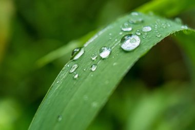 Makro yakın plan Güzel taze yeşil çimenler Sabah güneş doğası arka planında bir damla su.
