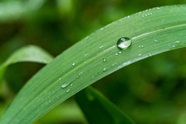 Makro yakın plan Güzel taze yeşil çimenler Sabah güneş doğası arka planında bir damla su.
