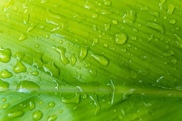 朝の日差しの中で雨の後に水を垂らす美しい緑の葉のマクロな閉鎖自然背景 — ストック写真