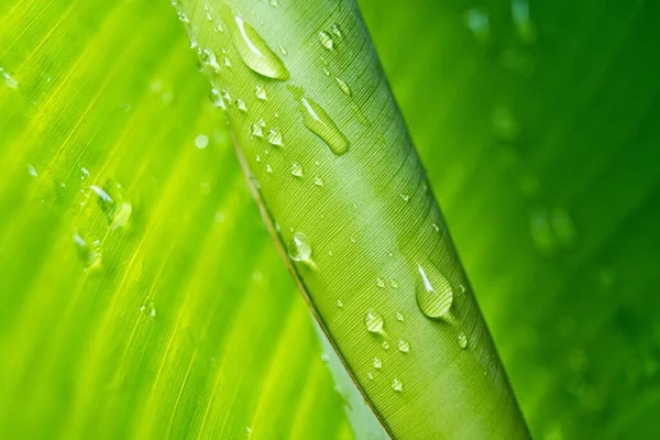 Macro Closeup Beautiful Fresh Green Leaf Drop Water Morning Sunlight — Stock Photo, Image