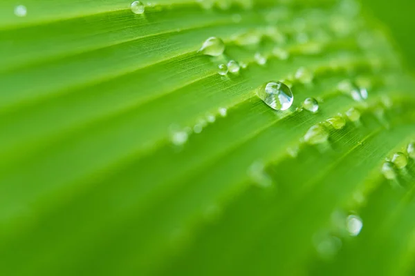 Makro Närbild Vackra Färska Gröna Blad Med Droppe Vatten Morgonen — Stockfoto