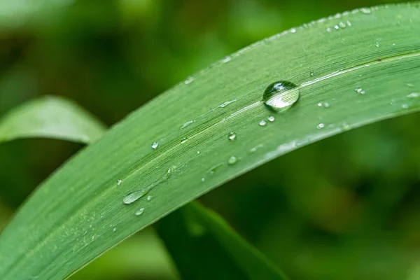 Macro Closeup Beautiful Fresh Green Grass Drop Water Morning Sun — Stock Photo, Image