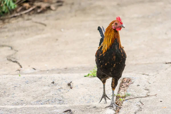 Thai Tyúk Vagy Bantam Csirke Férfi Keresni Élelmiszer Ültetvény Gazdaság — Stock Fotó