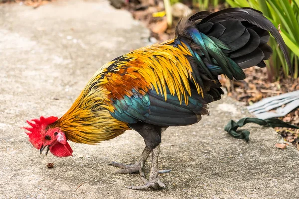 Thai Hen Bantam Chicken Male Look Food Plantation Farm — Foto de Stock