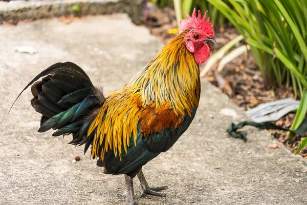 Thai Hen Bantam Chicken Male Look Food Plantation Farm — Foto de Stock