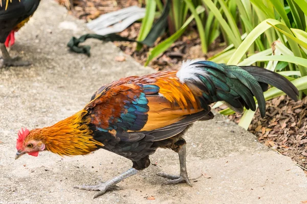 Thai Tyúk Vagy Bantam Csirke Férfi Keresni Élelmiszer Ültetvény Gazdaság — Stock Fotó