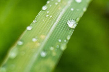 Makro yakın plan Güzel taze yeşil yaprak Sabah güneş ışığı arkaplanı ile su damlası.