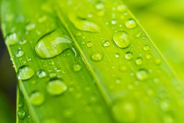 Macro Closeup Beautiful Fresh Green Leaf Drop Water Morning Sunlight — Stock Photo, Image