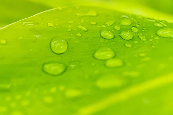 Makro Närbild Vackra Färska Gröna Blad Med Droppe Vatten Morgonen — Stockfoto