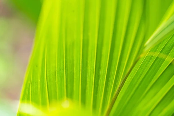 Verde Folha Palma Textura Fundo — Fotografia de Stock