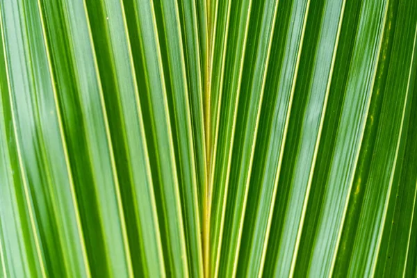 Fondo Textura Hoja Palma Verde — Foto de Stock
