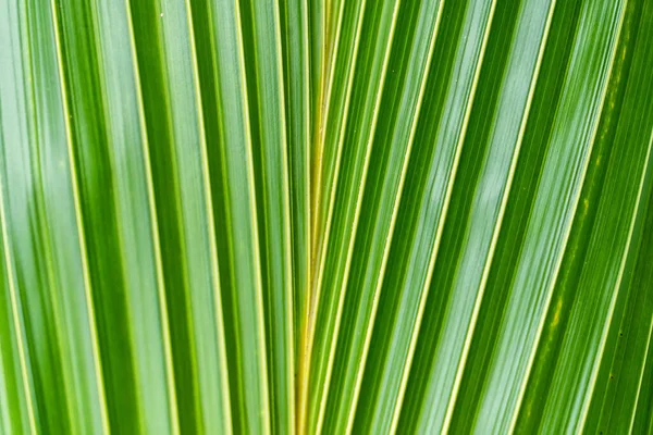 Fondo Textura Hoja Palma Verde — Foto de Stock