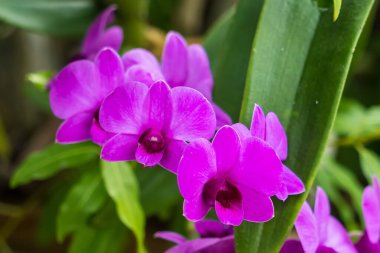 Beautiful orchid flower tree close up in selective focus.