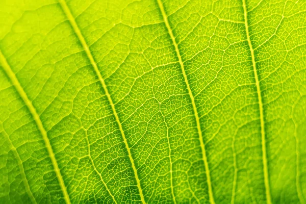 Textura Folha Verde Macro Close Mostrando Veias Com Luz Brilhante — Fotografia de Stock