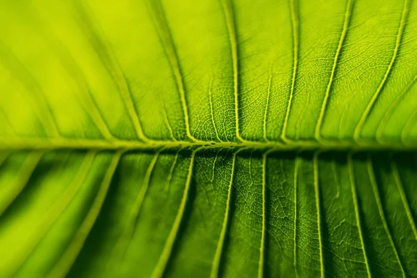 Textura Folha Verde Macro Close Mostrando Veias Com Luz Brilhante — Fotografia de Stock