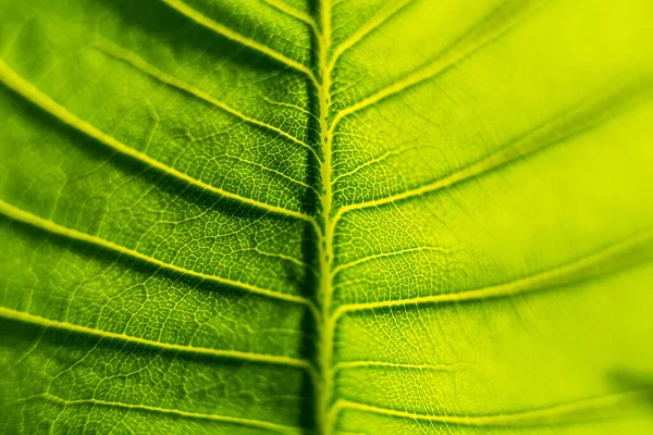 Grönt Löv Struktur Makro Närbild Visar Vener Med Glödande Ljus — Stockfoto