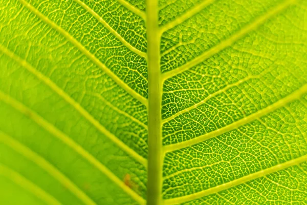 Textura Folha Verde Macro Close Mostrando Veias Com Luz Brilhante — Fotografia de Stock