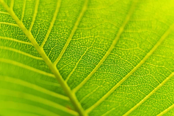 Textura Folha Verde Macro Close Mostrando Veias Com Luz Brilhante — Fotografia de Stock