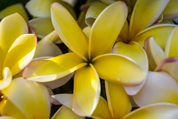 Gele Frangipani Bloemen Tuin — Stockfoto