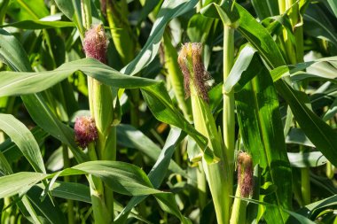Tarlalarda hasadı bekleyen olgun mısırlar. Kavram: Tayland 'da ekonomik tarım mahsulü. Mısır, hayvan yemi ve gıda endüstrisinde kullanılır. Tarım mevsimi.