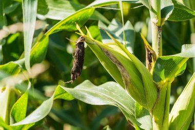 Tarlalarda hasadı bekleyen olgun mısırlar. Kavram: Tayland 'da ekonomik tarım mahsulü. Mısır, hayvan yemi ve gıda endüstrisinde kullanılır. Tarım mevsimi.