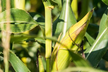 Tarlalarda hasadı bekleyen olgun mısırlar. Kavram: Tayland 'da ekonomik tarım mahsulü. Mısır, hayvan yemi ve gıda endüstrisinde kullanılır. Tarım mevsimi.