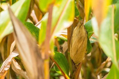 Tarlalarda hasadı bekleyen olgun mısırlar. Kavram: Tayland 'da ekonomik tarım mahsulü. Mısır, hayvan yemi ve gıda endüstrisinde kullanılır. Tarım mevsimi.