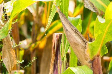 Tarlalarda hasadı bekleyen olgun mısırlar. Kavram: Tayland 'da ekonomik tarım mahsulü. Mısır, hayvan yemi ve gıda endüstrisinde kullanılır. Tarım mevsimi.
