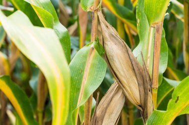 Tarlalarda hasadı bekleyen olgun mısırlar. Kavram: Tayland 'da ekonomik tarım mahsulü. Mısır, hayvan yemi ve gıda endüstrisinde kullanılır. Tarım mevsimi.