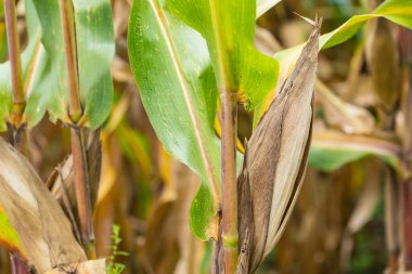Tarlalarda hasadı bekleyen olgun mısırlar. Kavram: Tayland 'da ekonomik tarım mahsulü. Mısır, hayvan yemi ve gıda endüstrisinde kullanılır. Tarım mevsimi.