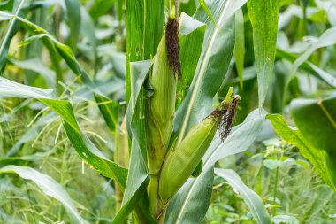 Tarlalarda hasadı bekleyen olgun mısırlar. Kavram: Tayland 'da ekonomik tarım mahsulü. Mısır, hayvan yemi ve gıda endüstrisinde kullanılır. Tarım mevsimi.