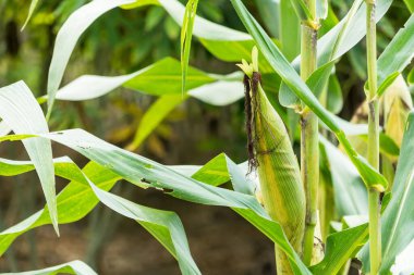 Tarlalarda hasadı bekleyen olgun mısırlar. Kavram: Tayland 'da ekonomik tarım mahsulü. Mısır, hayvan yemi ve gıda endüstrisinde kullanılır. Tarım mevsimi.