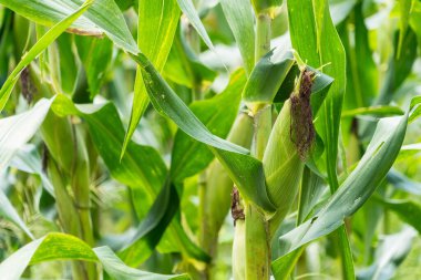 Tarlalarda hasadı bekleyen olgun mısırlar. Kavram: Tayland 'da ekonomik tarım mahsulü. Mısır, hayvan yemi ve gıda endüstrisinde kullanılır. Tarım mevsimi.