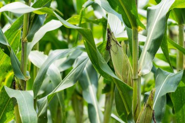 Tarlalarda hasadı bekleyen olgun mısırlar. Kavram: Tayland 'da ekonomik tarım mahsulü. Mısır, hayvan yemi ve gıda endüstrisinde kullanılır. Tarım mevsimi.