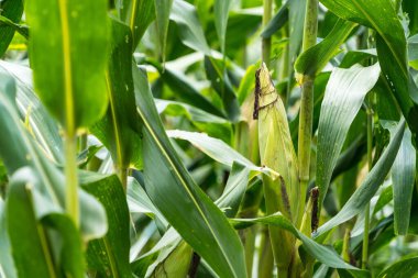 Tarlalarda hasadı bekleyen olgun mısırlar. Kavram: Tayland 'da ekonomik tarım mahsulü. Mısır, hayvan yemi ve gıda endüstrisinde kullanılır. Tarım mevsimi.