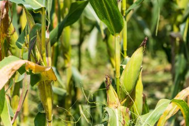Tarlalarda hasadı bekleyen olgun mısırlar. Kavram: Tayland 'da ekonomik tarım mahsulü. Mısır, hayvan yemi ve gıda endüstrisinde kullanılır. Tarım mevsimi.