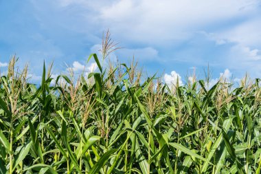 Güneşli bir günde tarım mısır bitkisi. Mavi gökyüzü olan yeşil mısır bitkisi yetiştiriyor.