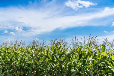 Güneşli bir günde tarım mısır bitkisi. Mavi gökyüzü olan yeşil mısır bitkisi yetiştiriyor.