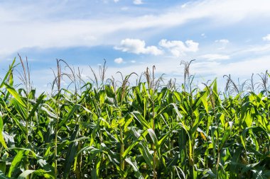 Güneşli bir günde tarım mısır bitkisi. Mavi gökyüzü olan yeşil mısır bitkisi yetiştiriyor.