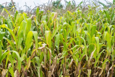 Güneşli bir günde tarım mısır bitkisi. Mavi gökyüzü olan yeşil mısır bitkisi yetiştiriyor.