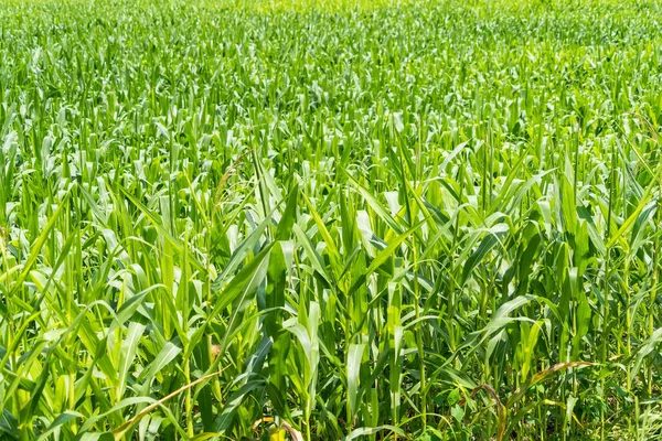 Agricultural corn plant in sunny day - growing green corn plant with blue sky