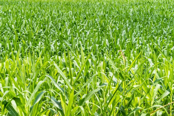 Landwirtschaftliche Maispflanze Sonnigen Tagen Grüne Maispflanze Mit Blauem Himmel — Stockfoto